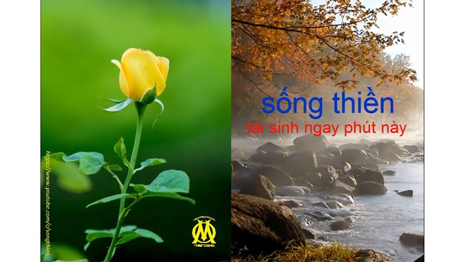 SONG-THIỀN--Chi-con-nguoi-la-dien--khong-hoa-hong-nao-co-gang-tro-thanh-hoa-sen-35